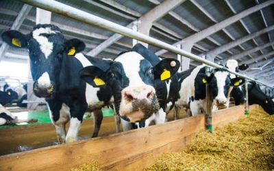 La normativa de descanso en el transporte de animales, en vigor en su totalidad a partir del viernes 5 de junio