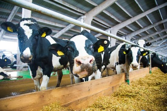 La normativa de descanso en el transporte de animales, en vigor en su totalidad a partir del viernes 5 de junio