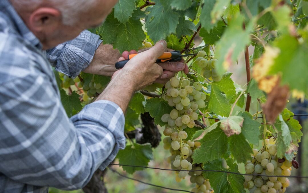 Protesta viticultores franceses