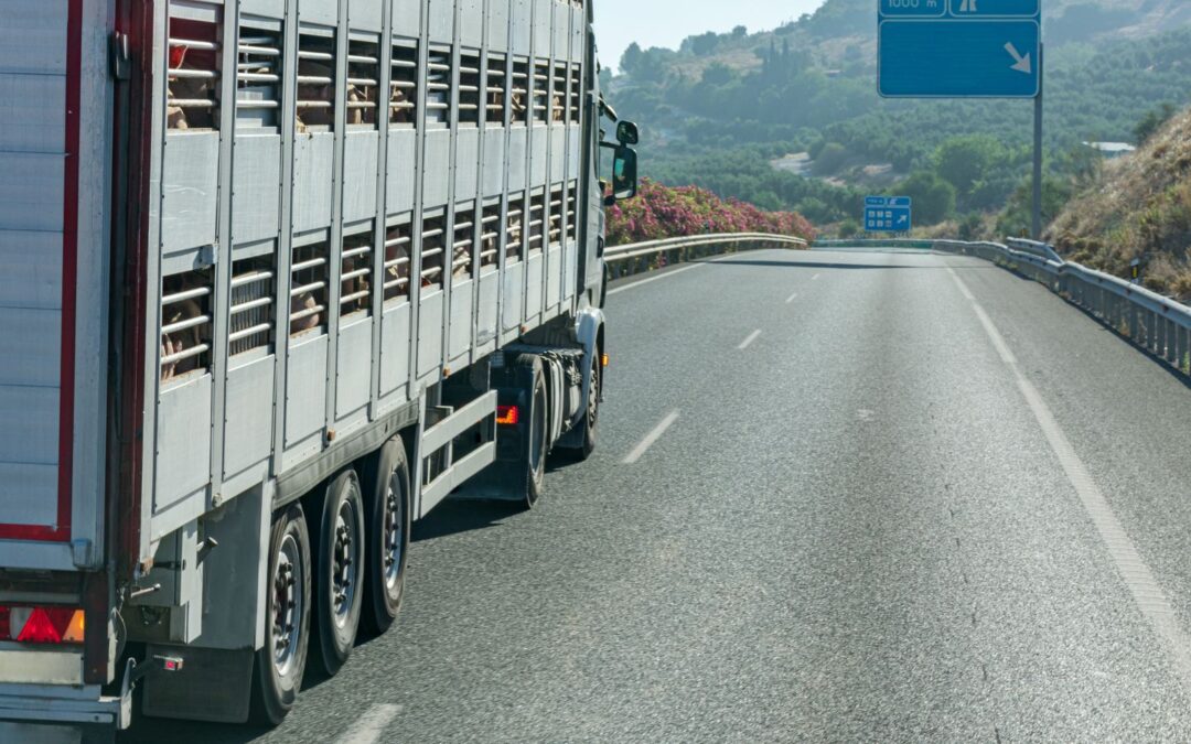 Transporte de animales vivos