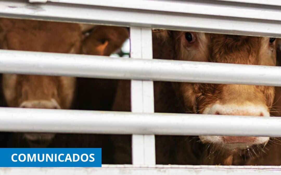 Animales vivos