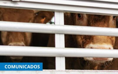 CETM Animales Vivos pide que se facilite el paso de los camiones que transportan animales para garantizar su bienestar