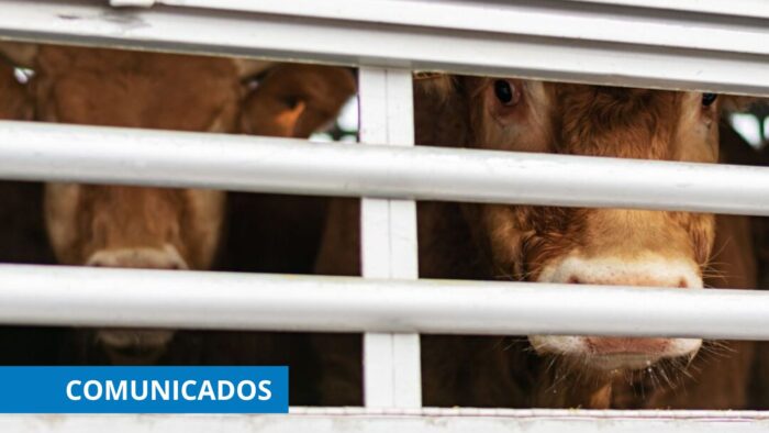 Animales vivos