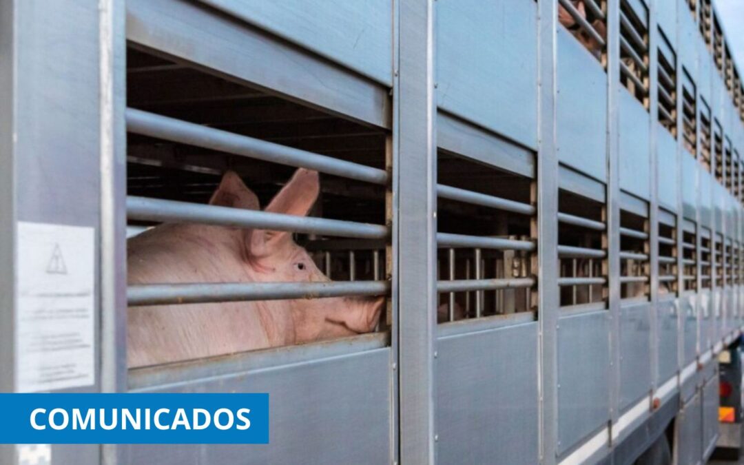 CETM Animales Vivos considera que el borrador del Reglamento del transporte de animales perjudica al sector