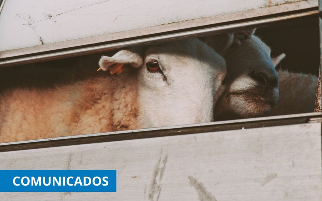 Incidencias transporte animales vivos