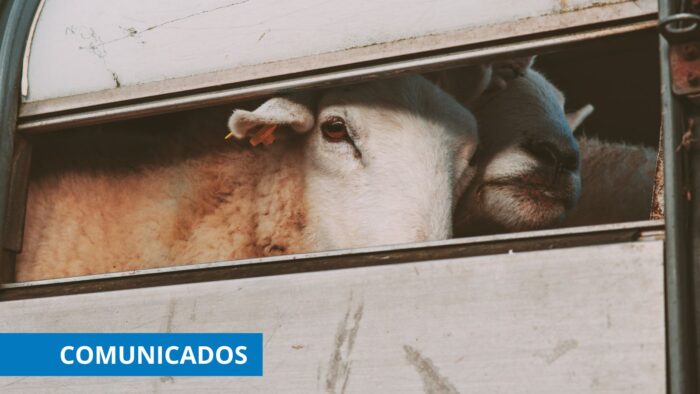 Incidencias transporte animales vivos