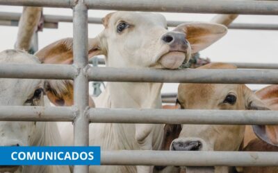 CETM Animales Vivos participa en el programa de formación de la Comisión Europea sobre el bienestar animal durante el transporte