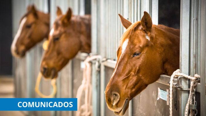 Transporte de equinos