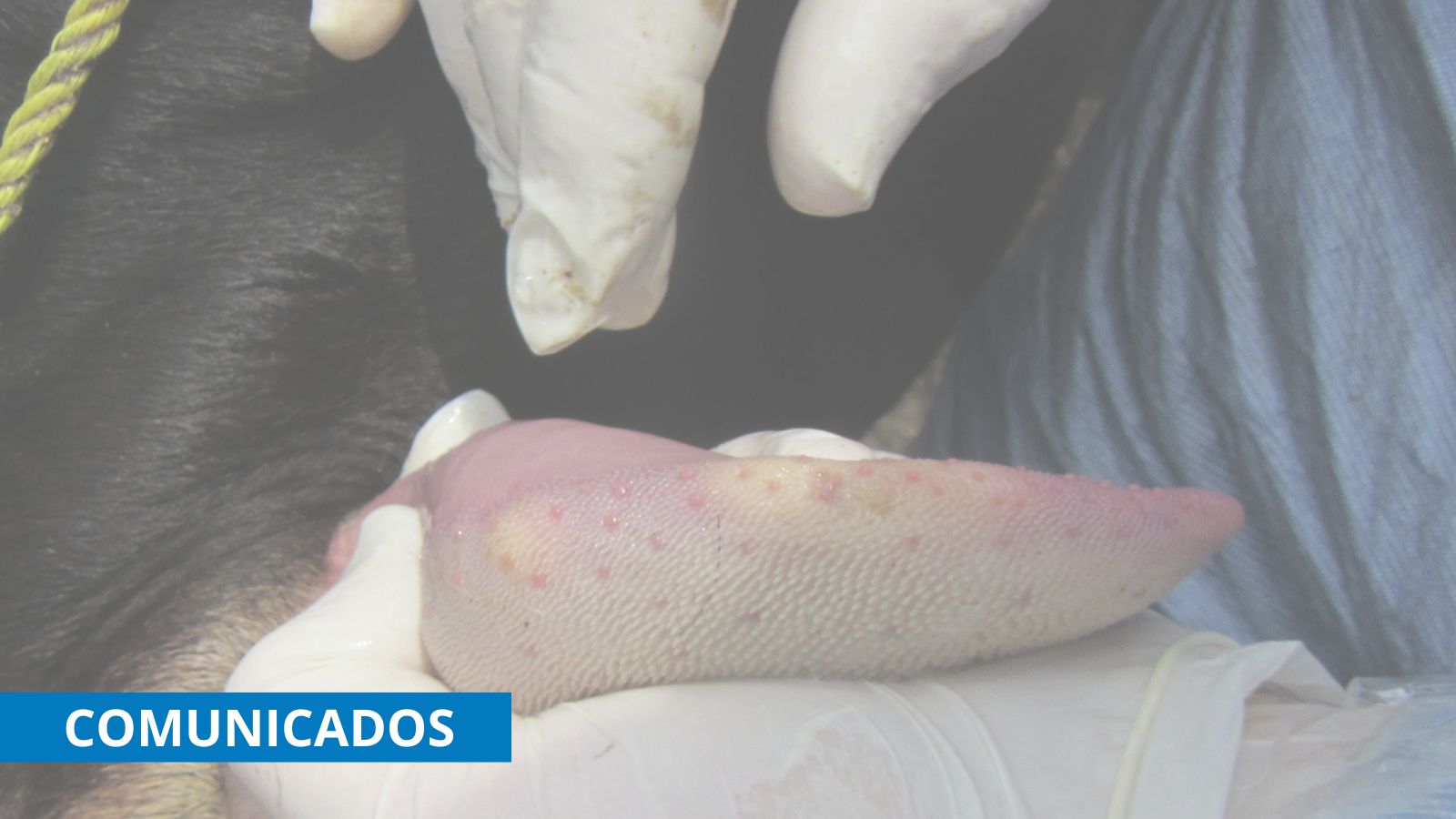 Fiebre Aftosa