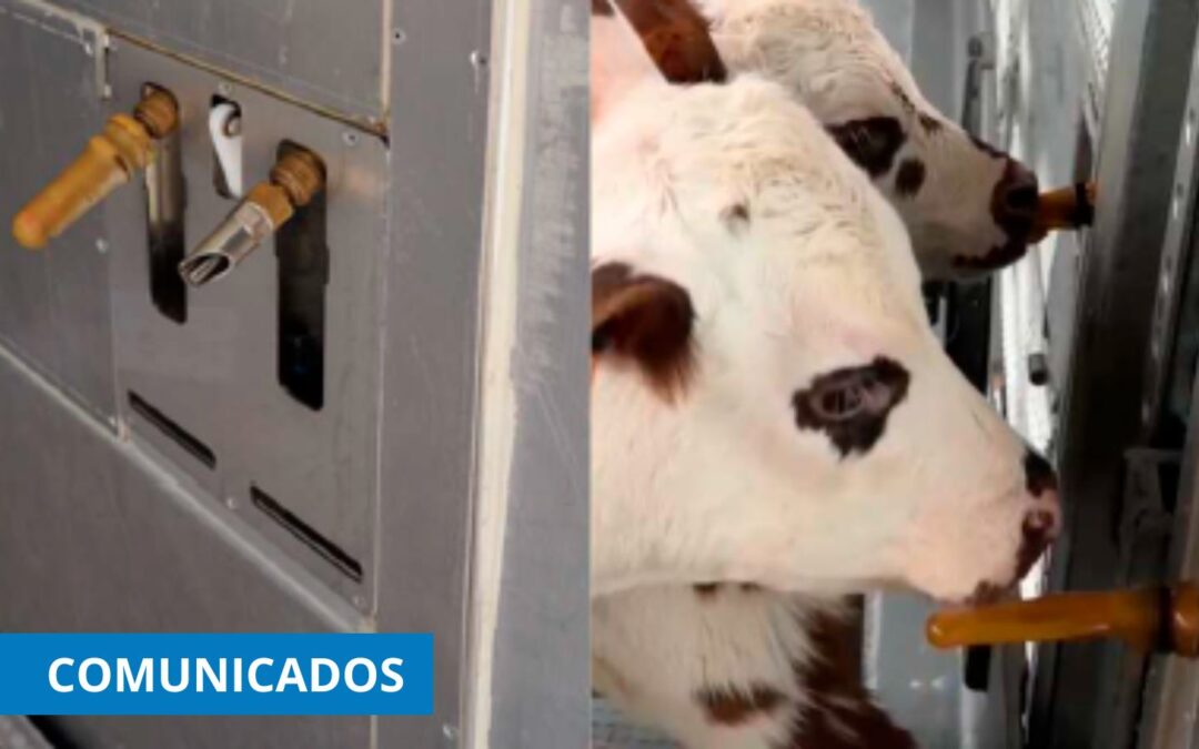 La Generalitat consensúa con CETM Animales Vivos las nuevas medidas para el transporte de terneros no destetados