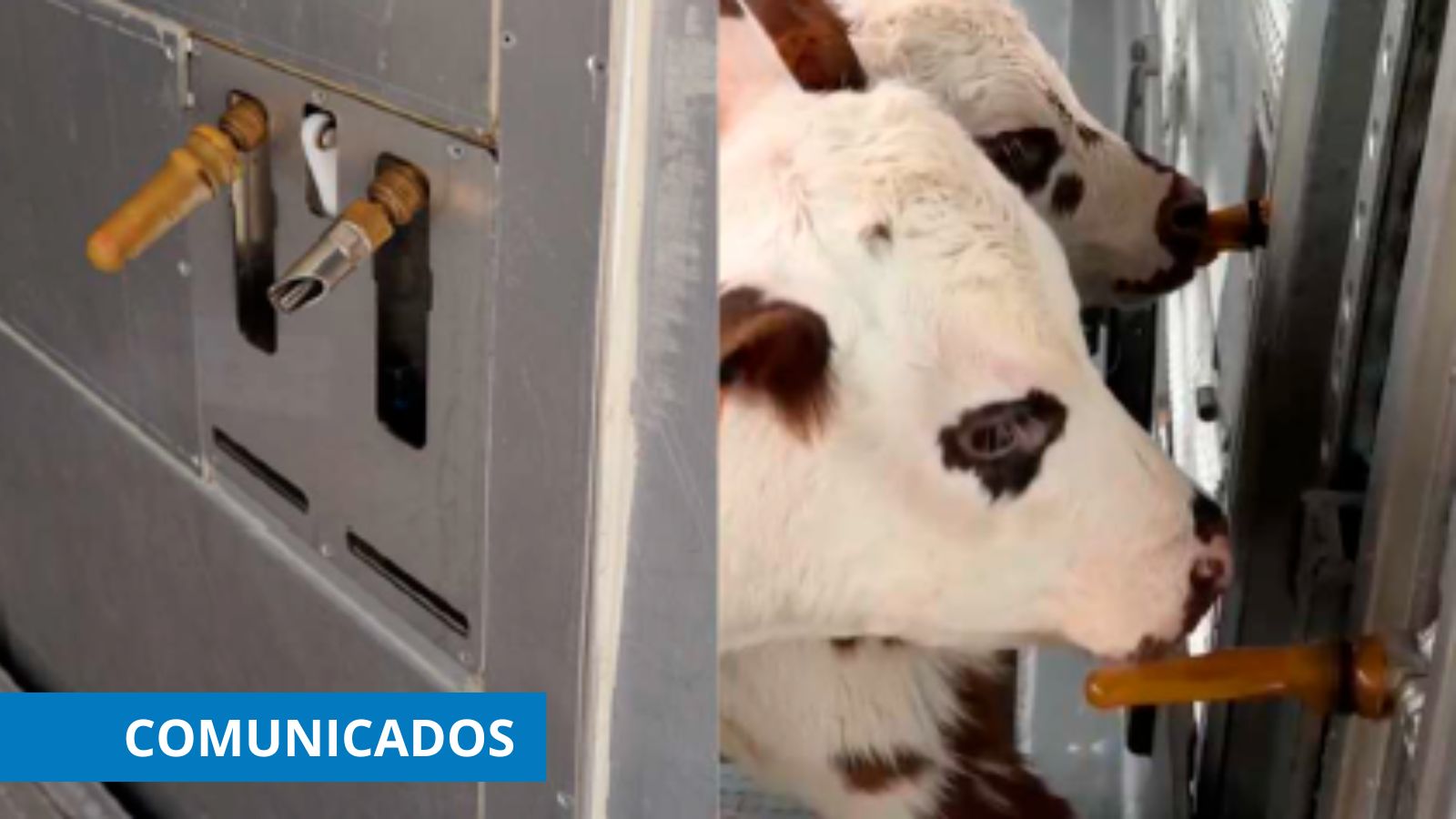 terneros no destetados