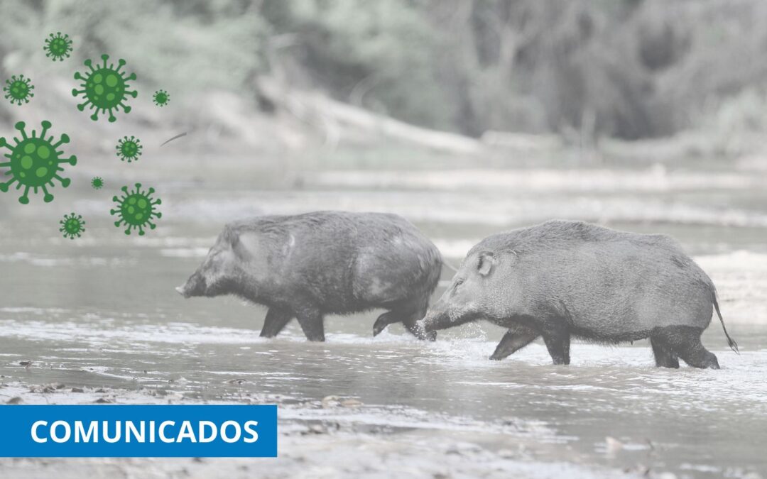 La CETM rechaza que el Conseller de Agricultura de la Generalitat señale sin pruebas a un camionero por el brote de la peste porcina