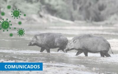 La CETM rechaza que el Conseller de Agricultura de la Generalitat señale sin pruebas a un camionero por el brote de la peste porcina